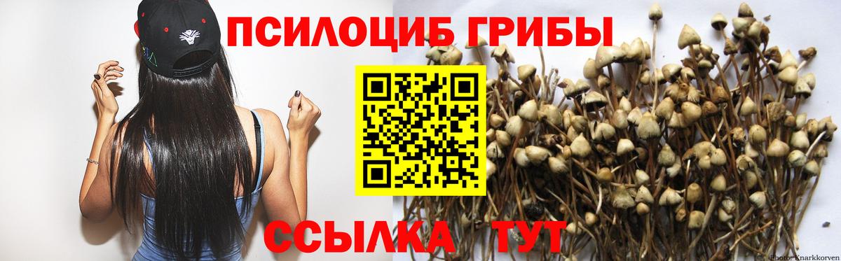 Тосно  Псилоцибиновые грибы Magic Shrooms  Вход с VPN  Псилоцибиновые грибы Psilocybine cubensis 
